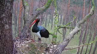 Bociany czarne wracają do Polski. Skierka już tu jest