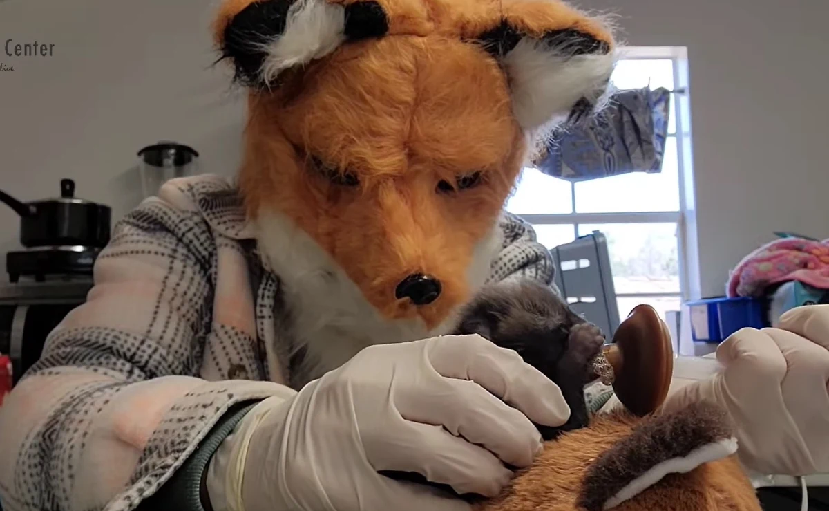 Centrum Dzikiej Przyrody w Wirginii zamieściło na Facebooku wyjątkowe nagranie. Widać na nim, jak pracownicy ośrodka - w masce - karmią porzuconego małego lisa. Jak wyjaśniono, w ten sposób chcą go uchronić przed nadmiernym przyzwyczajeniem się do ludzi.