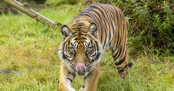 Na indonezyjskiej Sumatrze trwa polowanie na tygrysa, który zaatakował ludzi podczas prac polowych. Nie żyją już dwie osoby, a eksperci obawiają się, że nie chodzi o jednego drapieżnika. 