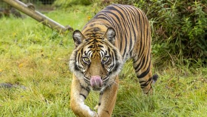 Tygrys ludojad atakuje rolników. Polowanie na Sumatrze
