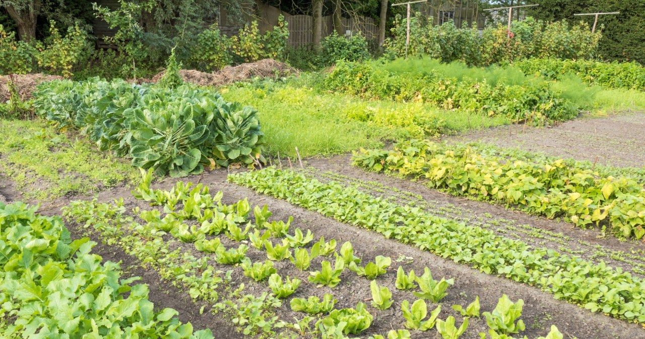 Dobra wiadomość dla spóźnialskich. Te warzywa można wysiać jeszcze w lipcu