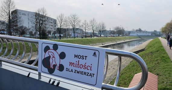 Most miłości dla zwierząt został otwarty w Będzinie w Śląskiem. Każdy może powiesić tam kłódkę, która będzie symbolizowała wyjątkową więź z psem czy kotem. Miejsce to ma też promować adopcję zwierząt. 
