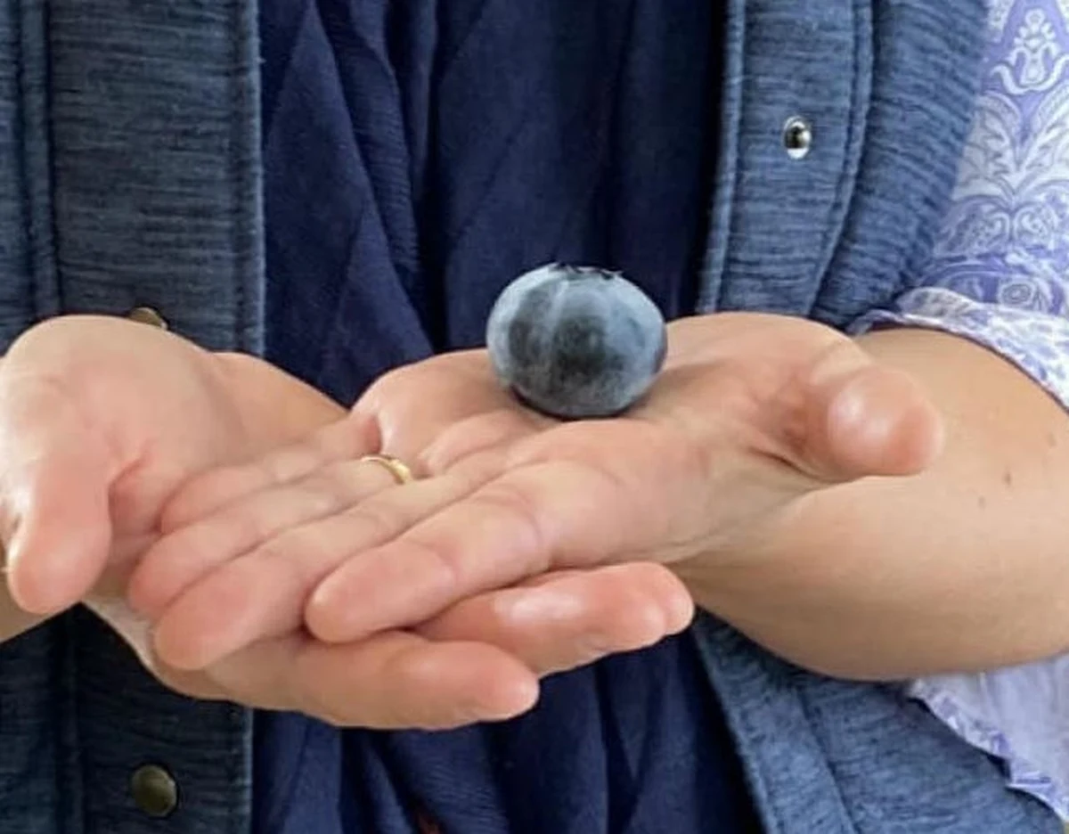 Największa na świecie borówka została wyhodowana na farmie w Australii. Jest wielkości piłeczki do ping-ponga. Została wpisana do Księgi Rekordów Guinnessa.