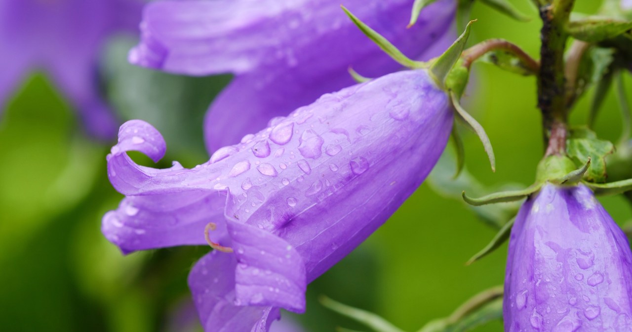 Campanula Blue Ocean w ogrodzie. Jak uprawiać kwiat z dzwonkami?