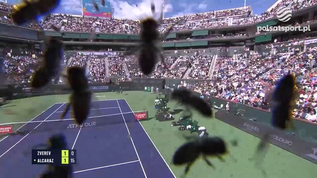 Podczas meczu Carlos Alcaraz - Alexander Zverev nad kortami w Indian Wells pojawił się rój pszczół. Owady całkowicie uniemożliwiły grę, a przerwa trwała ponad półtorej godziny. 