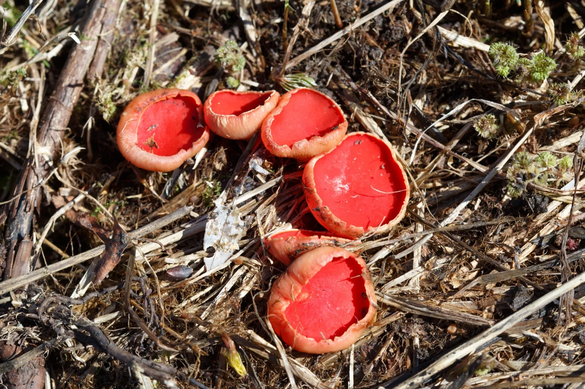 Grzyby rosną nawet wiosną, a niektóre z nich smakują... rzodkiewką. W lasach regionu już można znaleźć różne okazy, niekoniecznie patrząc pod nogi.