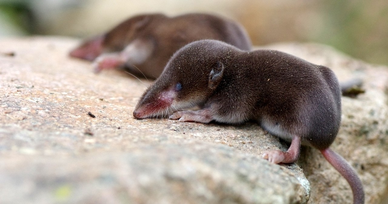 Zdumiewająco przystosowały się do zimy. Zmniejszają decydujący organ