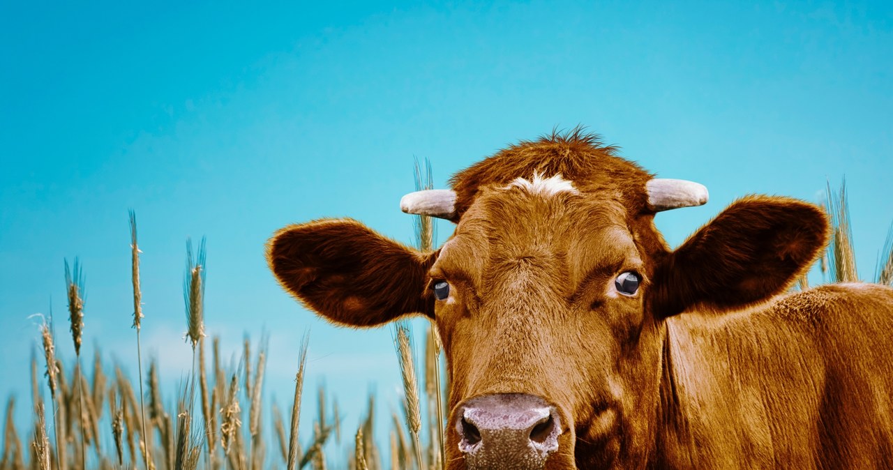 Una mucca geneticamente modificata produce latte con insulina umana