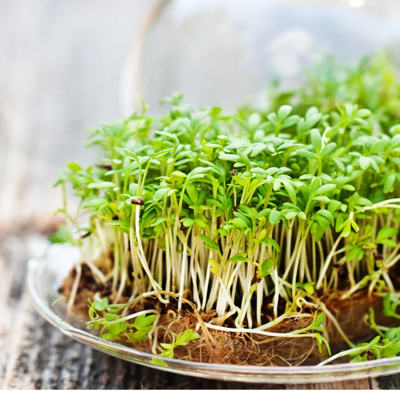 Nie tylko rzeżucha. Te kiełki też warto wysiać przed Wielkanocą