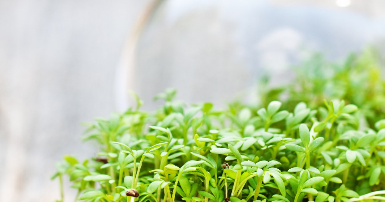 Nie tylko rzeżucha. Te kiełki też warto wysiać przed Wielkanocą