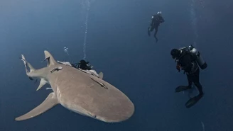 Naukowcy bronią rekinów. "Nie chcą mieć z nami nic wspólnego"