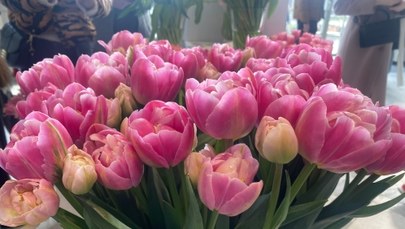 Wystawa tulipanów w oranżerii pałacu wilanowskiego