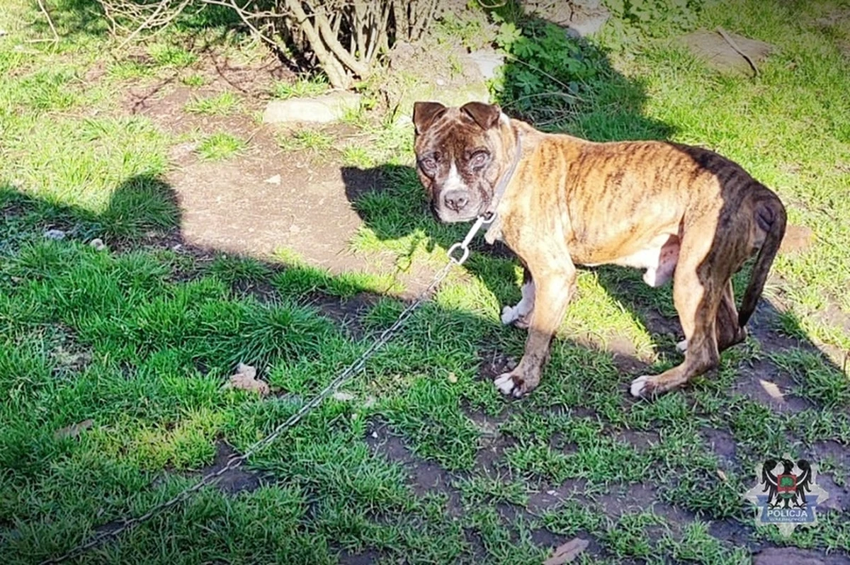 Policjanci z Głuszycy w woj. dolnośląskim interweniowali w sprawie skrajnie zaniedbanego psa. Zwierzę było wychudzone i przywiązane do łańcucha. Trafiło do schroniska, a jego właściciel odpowie za znęcanie się nad zwierzętami.