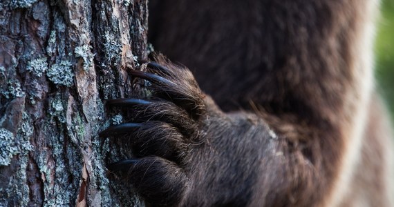 Jak podają słowackie media, w sumie pięć osób ucierpiało w niedzielnym ataku niedźwiedzia w mieście Liptowski Mikulasz na Słowacji. To dziewczynka w wieku 10 lat, dwie kobiety i dwaj mężczyźni. Wszyscy byli podrapani i pogryzieni, ale po opatrzeniu w szpitalu mogli wrócić do domów. 