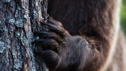 Niedźwiedź w słowackim mieście. Pięć osób poszkodowanych