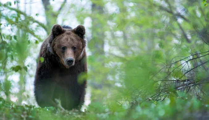 Kolejny atak niedźwiedzia na Słowacji. Pojawił się w mieście