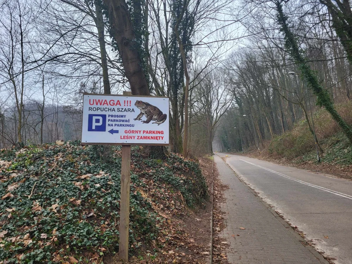 Wiosna obudziła ropuchy. Wraz z nimi do pracy ruszył Żabi Patrol szczecińskich leśników. Codziennie monitorują okolice jeziora Szmaragdowego i parku leśnego Klęskowowo w poszukiwaniu migrujących z lasu do wody płazów, by te pożyteczne zwierzęta nie ginęły pod kołami aut.