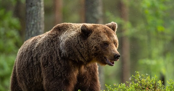 Stan nadzwyczajny w Liptowskim Mikulaszu na Słowacji. W niedzielę pojawił się tam niedźwiedź brunatny i zranił pięć osób. Nad bezpieczeństwem mieszkańców czuwa sześć patroli z dronem, sprzętem obserwacyjnym i bronią.