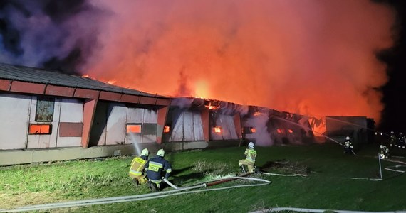 Około 20 tys. kurcząt spłonęło w wyniku nocnego pożaru fermy drobiu w Glinicy w Śląskiem. Nie ma osób poszkodowanych.