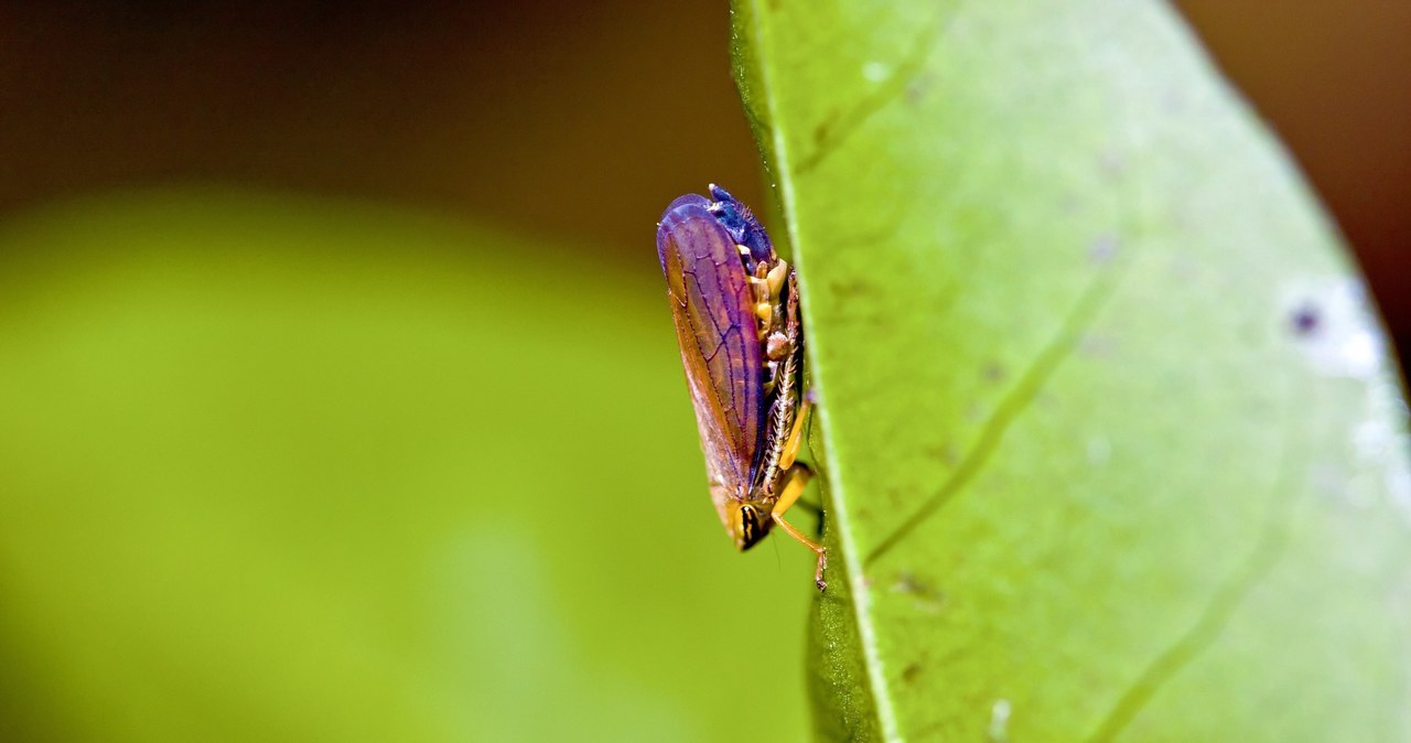 The common insect has just become famous.  This is a step towards disappearance