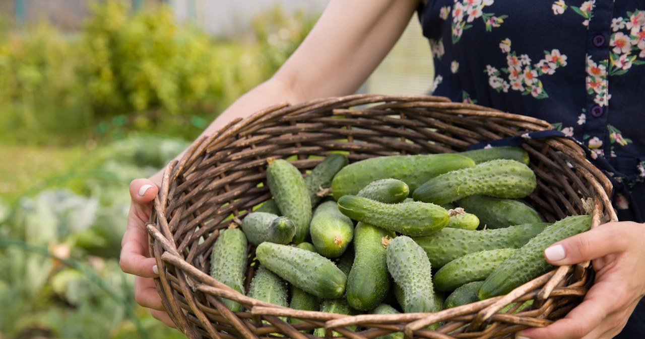 Kup w aptece i spryskaj ogórki. Będziesz je zbierać z grządek wiadrami