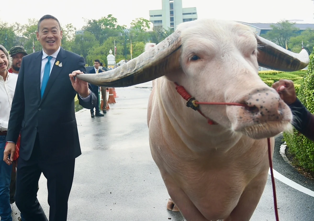 Premier Tajlandii przywitał "w swoim biurze" nietypowego gościa. Chodzi o białego bawoła, który niedawno został kupiony za niebagatelna sumę ponad 500 tys. dolarów. Srettha Thavisin nie bał się chwycić go za rogi.