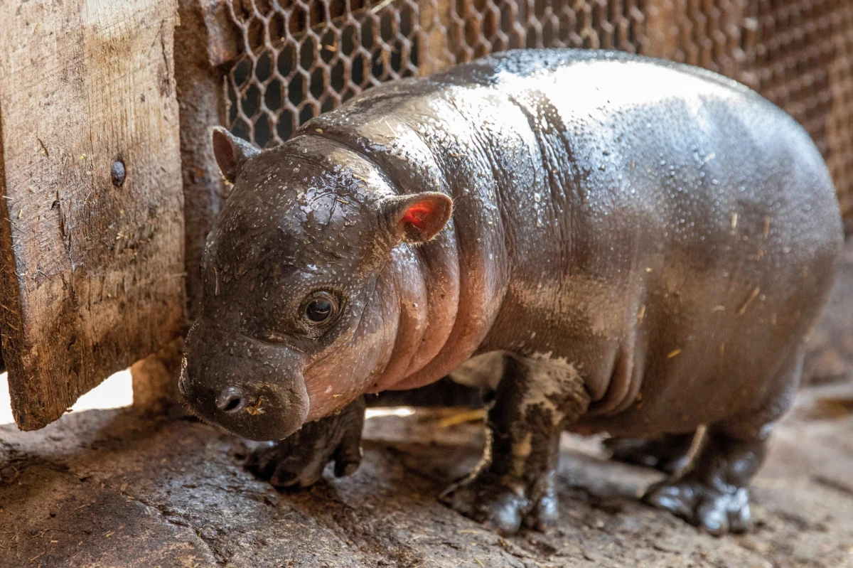 ​Po raz pierwszy od 10 lat w zoo Attica niedaleko Aten urodził się rzadki i zagrożony wyginięciem hipopotam karłowaty. Niewielka liczba samców tego gatunku w ogrodach zoologicznych bardzo komplikuje wysiłki hodowlane.