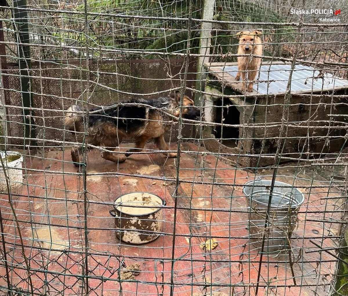 Katowiccy policjanci i Powiatowy Inspektor Weterynarii, odebrali właścicielce dwa psy, które nie były leczone i przebywały w brudnym od fekaliów boksie. Kobieta nie miała sobie nic do zarzucenia. Za znęcanie się nad zwierzętami grozi jej do 3 lat więzienia.