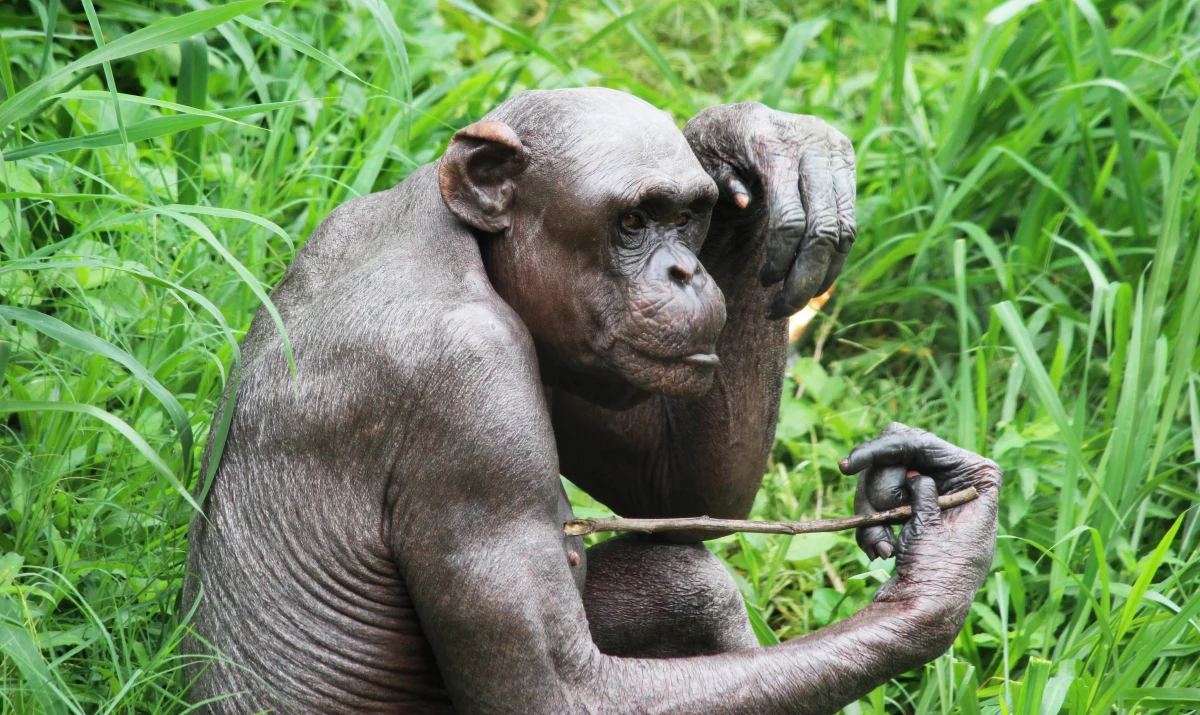 ​Do nietypowych zachowań szympansów dochodzi w ogrodzie zoologicznym w Magdeburgu na północy Niemiec. Zwierzęta wyrywają sobie i swoim współtowarzyszom włosy z całego ciała. Dlaczego to robią? Przedstawiciele tamtejszej organizacji praw zwierząt uważają, że zwierzęta wykazują w ten sposób oznaki poważnego stresu fizjologicznego. Czy tak jest rzeczywiście?