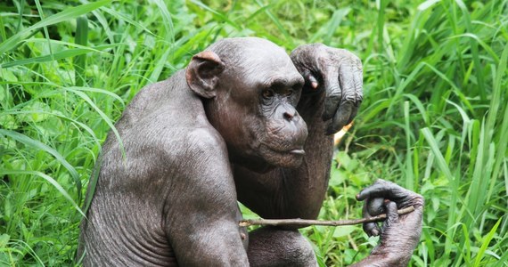 ​Do nietypowych zachowań szympansów dochodzi w ogrodzie zoologicznym w Magdeburgu na północy Niemiec. Zwierzęta wyrywają sobie i swoim współtowarzyszom włosy z całego ciała. Dlaczego to robią? Przedstawiciele tamtejszej organizacji praw zwierząt uważają, że zwierzęta wykazują w ten sposób oznaki poważnego stresu fizjologicznego. Czy tak jest rzeczywiście?