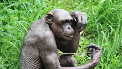 Niepokojące zachowania szympansów w magdeburskim zoo 