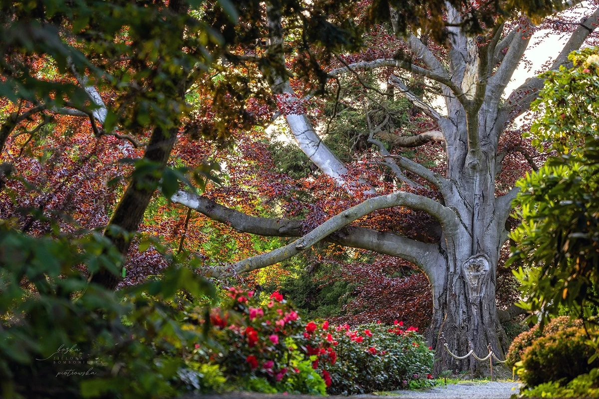Buk zwyczajny "Serce Ogrodu" rosnący w Arboretum w Wojsławicach na Dolnym Śląsku wygrał konkurs na Europejskie Drzewo Roku 2024 (European Tree of the Year 2024). Ten pomnik przyrody ma ponad 200 lat. O jego zwycięstwie w plebiscycie przesądziły głosy ponad 39 tysięcy osób.   