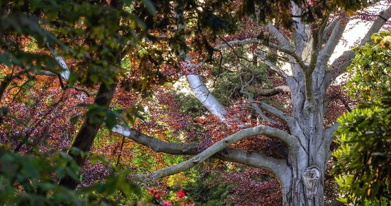Buk zwyczajny "Serce Ogrodu" rosnący w Arboretum w Wojsławicach na Dolnym Śląsku wygrał konkurs na Europejskie Drzewo Roku 2024 (European Tree of the Year 2024). Ten pomnik przyrody ma ponad 200 lat. O jego zwycięstwie w plebiscycie przesądziły głosy ponad 39 tysięcy osób.   