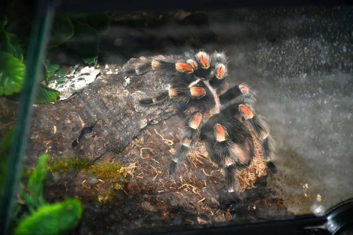 13 pająków różnych gatunków hodował w mieszkaniu 41-latek z Olkusza. Nie poruszały się one swobodnie po mieszkaniu i były odpowiednio zabezpieczone, ale okazało się, że ich właściciel nie ma żadnych dokumentów dotyczących pochodzenia i legalności ich nabycia.

