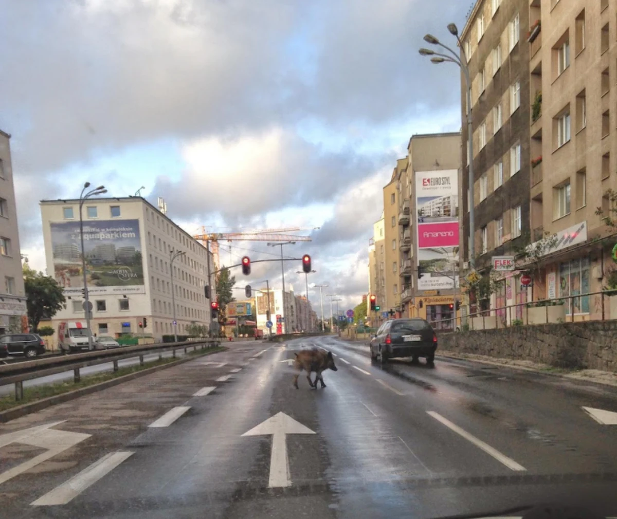 Wspólny apel do ministra rolnictwa i rozwoju wsi o zezwolenie na odławianie dzików wystosowali prezydenci Gdańska, Sopotu i Gdyni. "Dziki nie uznają granic administracyjnych, musimy działać razem" - mówią urzędnicy. 

