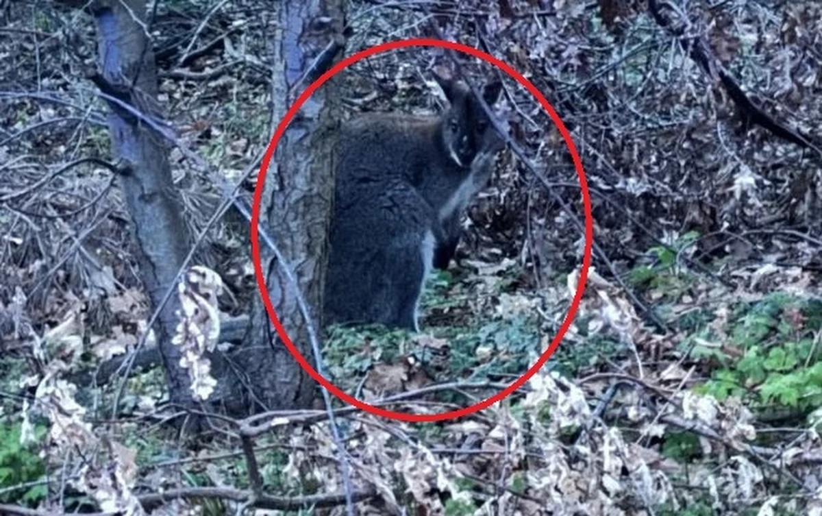 Na jednej z ulic Słupna pod Płockiem w woj. mazowieckim mieszkańcy zauważyli kangura. Natychmiast powiadomili policję. Jak się okazało, zwierzę uciekło z pobliskiego rancza. 