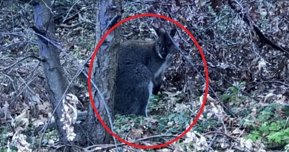 Na jednej z ulic Słupna pod Płockiem w woj. mazowieckim mieszkańcy zauważyli kangura. Natychmiast powiadomili policję. Jak się okazało, zwierzę uciekło z pobliskiego rancza. 