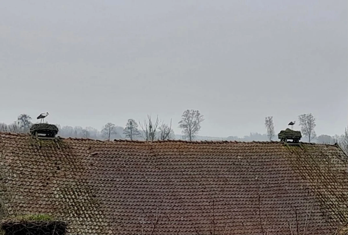 Do bocianiego gospodarstwa rolnego TOP w miejscowości Żywków w Warmińsko-Mazurskiem przyleciały już pierwsze bociany. W najbliższych dniach można spodziewać się, że do tej niewielkiej wsi przy granicy z obwodem królewieckim dotrze więcej tych ptaków. Bociany przyleciały idealnie w pierwszy dzień kalendarzowej wiosny.