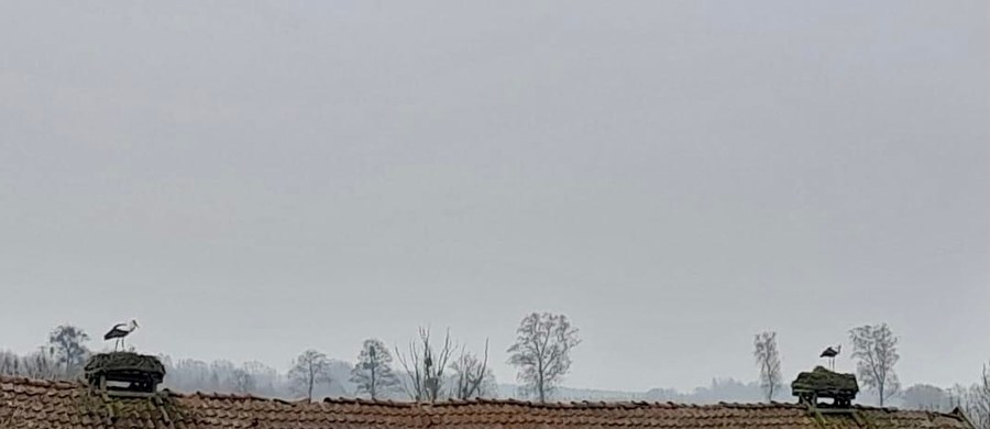 Do bocianiego gospodarstwa rolnego TOP w miejscowości Żywków w Warmińsko-Mazurskiem przyleciały już pierwsze bociany. W najbliższych dniach można spodziewać się, że do tej niewielkiej wsi przy granicy z obwodem królewieckim dotrze więcej tych ptaków. Bociany przyleciały idealnie w pierwszy dzień kalendarzowej wiosny.