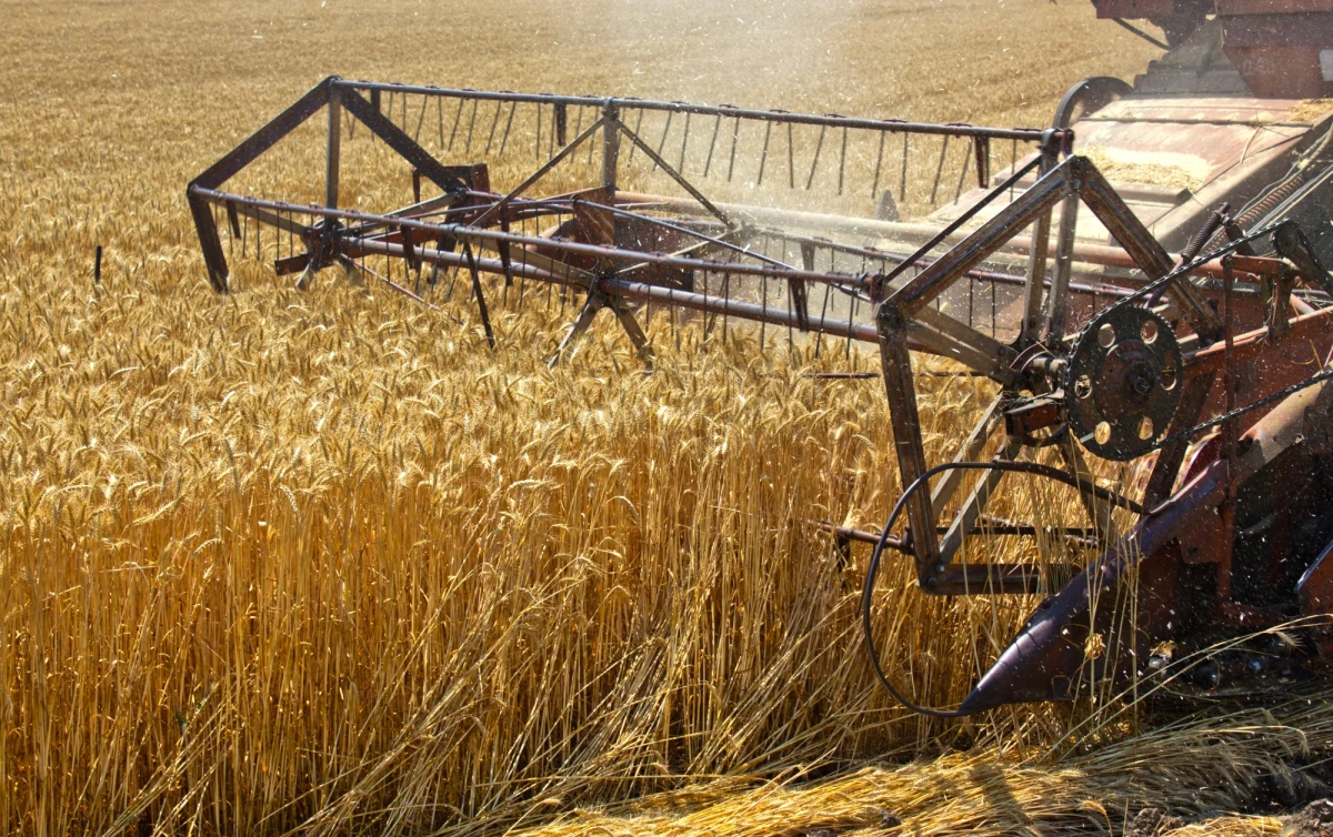 Komisja Europejska proponuje objęcie cłami zaporowymi importu zboża i nasion oleistych z Rosji i Białorusi. Cła większości produktów wzrosną od zera do 95 euro za tonę. 