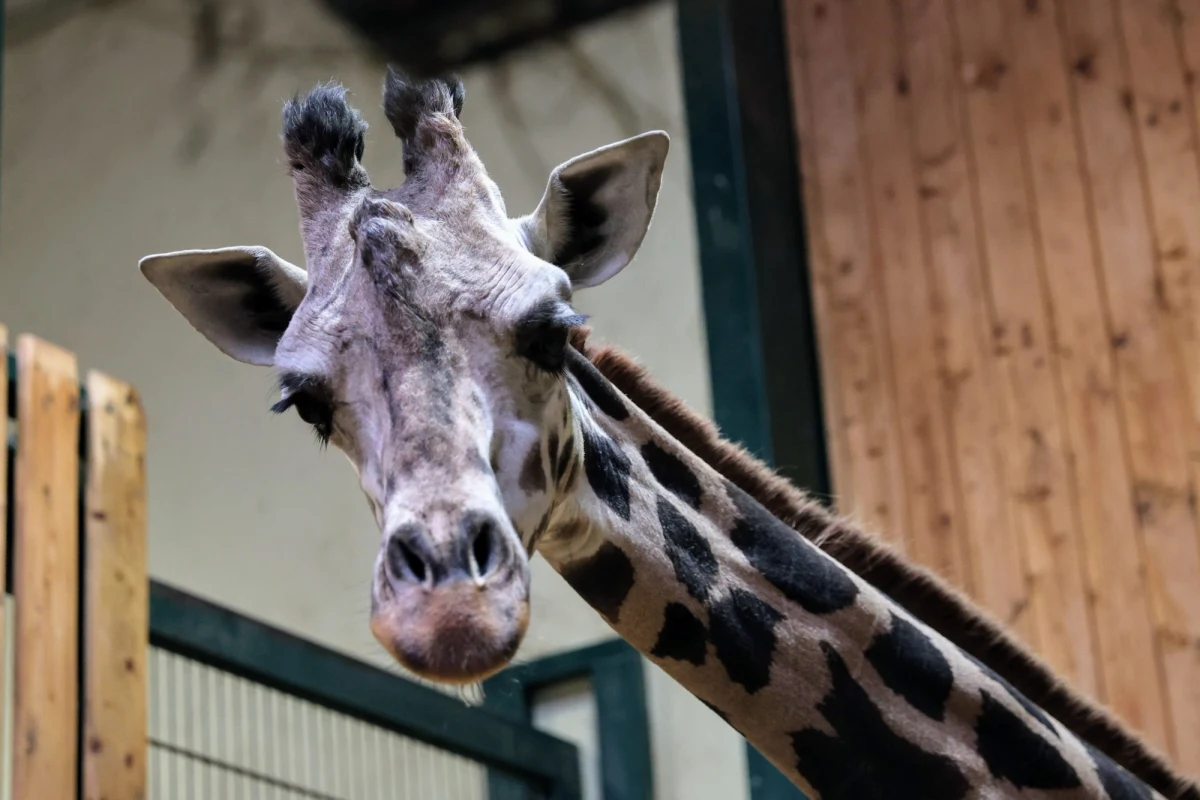 Żyrafa ugandyjska, która do Gdańska przyjechała z Budapesztu w piątek otrzymała imię: Alia. Jest pierwszą samicą, która dołączyła do męskiego stada, co pozwoli rozpocząć hodowlę tego gatunku. 