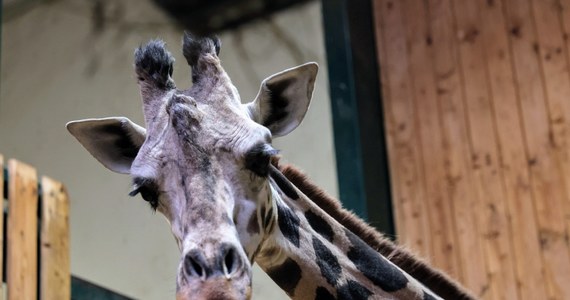 Żyrafa ugandyjska, która do Gdańska przyjechała z Budapesztu w piątek otrzymała imię: Alia. Jest pierwszą samicą, która dołączyła do męskiego stada, co pozwoli rozpocząć hodowlę tego gatunku. 