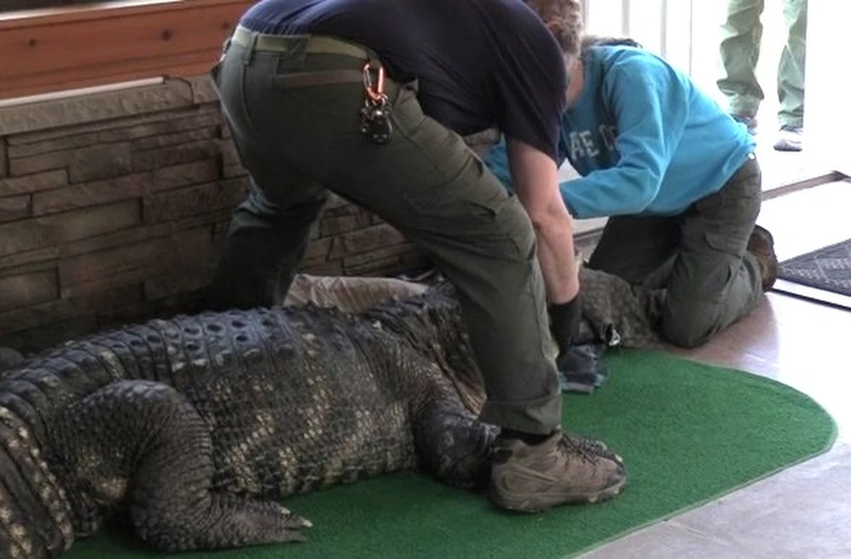 64-letni mieszkaniec stanu Nowy Jork od kilku lat nielegalnie trzymał w przydomowym basenie aligatora. W ubiegłym tygodniu gad został mu odebrany. Teraz mężczyzna domaga się jego zwrotu. Twierdzi, że gad nie jest niebezpieczny. Powstała nawet specjalna petycja, którą podpisało dziesiątki tysięcy internautów. 