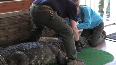 Walka o wielkiego aligatora. Albert jednak wróci do właściciela?