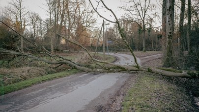 Powalone drzewa i odwołane wydarzenia. Silny wiatr w Polsce