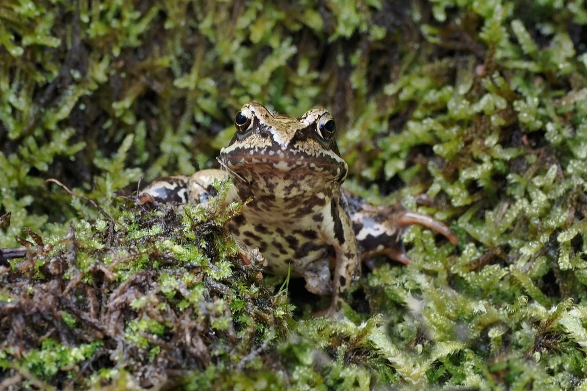 Młodzież pomaga płazom bezpiecznie przedostać się do miejsc godowych. W Akcji Żaba bierze udział ponad 150 uczniów ze szkół powiatów ostrowskiego i odolanowskiego w Wielkopolsce. Akcja ma nie tylko pomóc zwierzętom, ale posiada także istotne walory edukacyjne.
