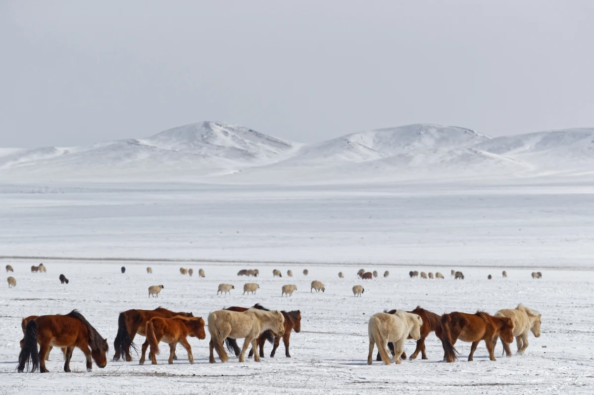 Niezwykle mroźna zima doprowadziła w Mongolii do śmierci prawie pięciu milionów zwierząt hodowlanych. Stworzenia nie były w stanie dotrzeć do pożywienia skrytego pod warstwą lodu i śniegu. Niektórzy hodowcy stracili ponad 70 proc. stad.