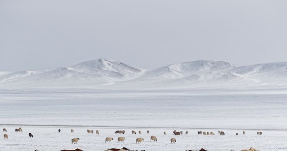 Niezwykle mroźna zima doprowadziła w Mongolii do śmierci prawie pięciu milionów zwierząt hodowlanych. Stworzenia nie były w stanie dotrzeć do pożywienia skrytego pod warstwą lodu i śniegu. Niektórzy hodowcy stracili ponad 70 proc. stad.
