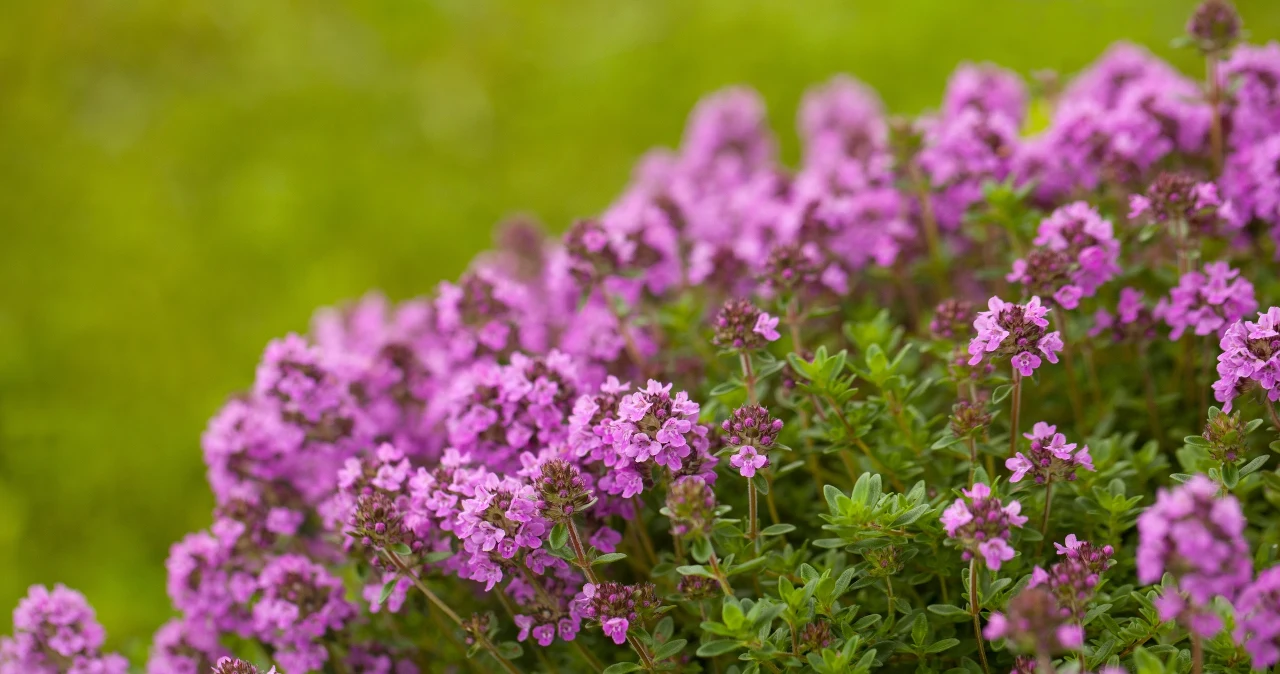 Macierzanka piaskowa zamiast trawnika. Kiedy ją sadzić i jak uprawiać?