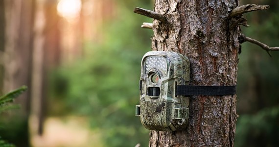 Miłością do zwierząt tłumaczył swoje zachowanie 28-latek z Szadka w Łódzkiem, który ukradł z lasu fotopułapkę. Urządzenie zamontował na drzewie koło własnego domu, by - jak tłumaczył policjantom - zobaczyć, jakie zwierzęta zarejestruje.